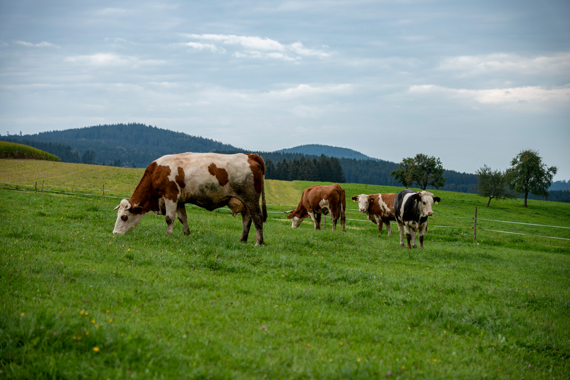 Header-Bild